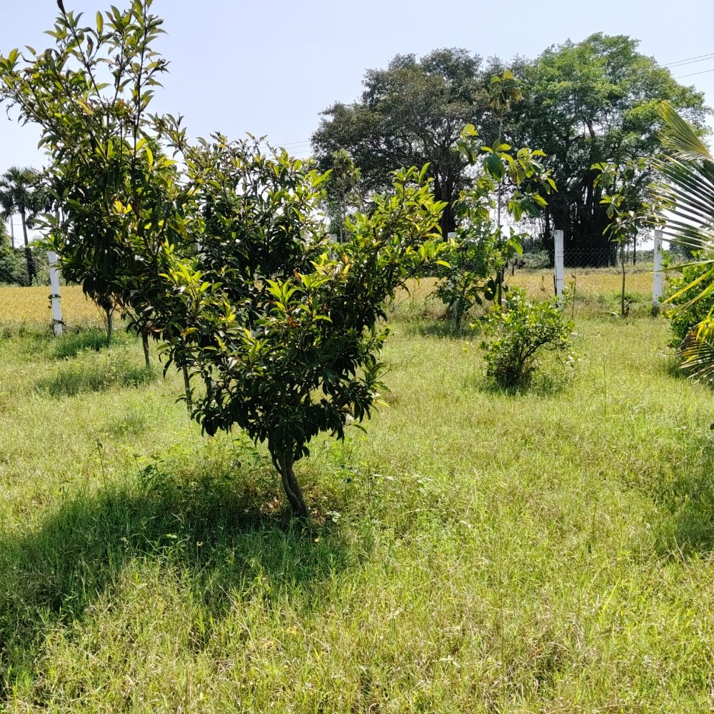 ECR FARM LAND SALE  property in Ecr kathankadai near