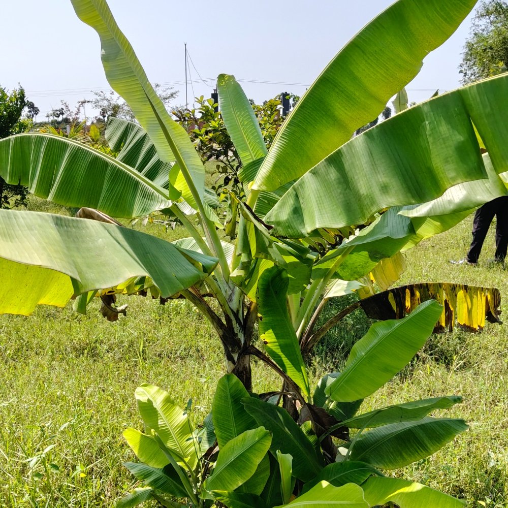 ECR FARM LAND SALE  property in Ecr kathankadai near