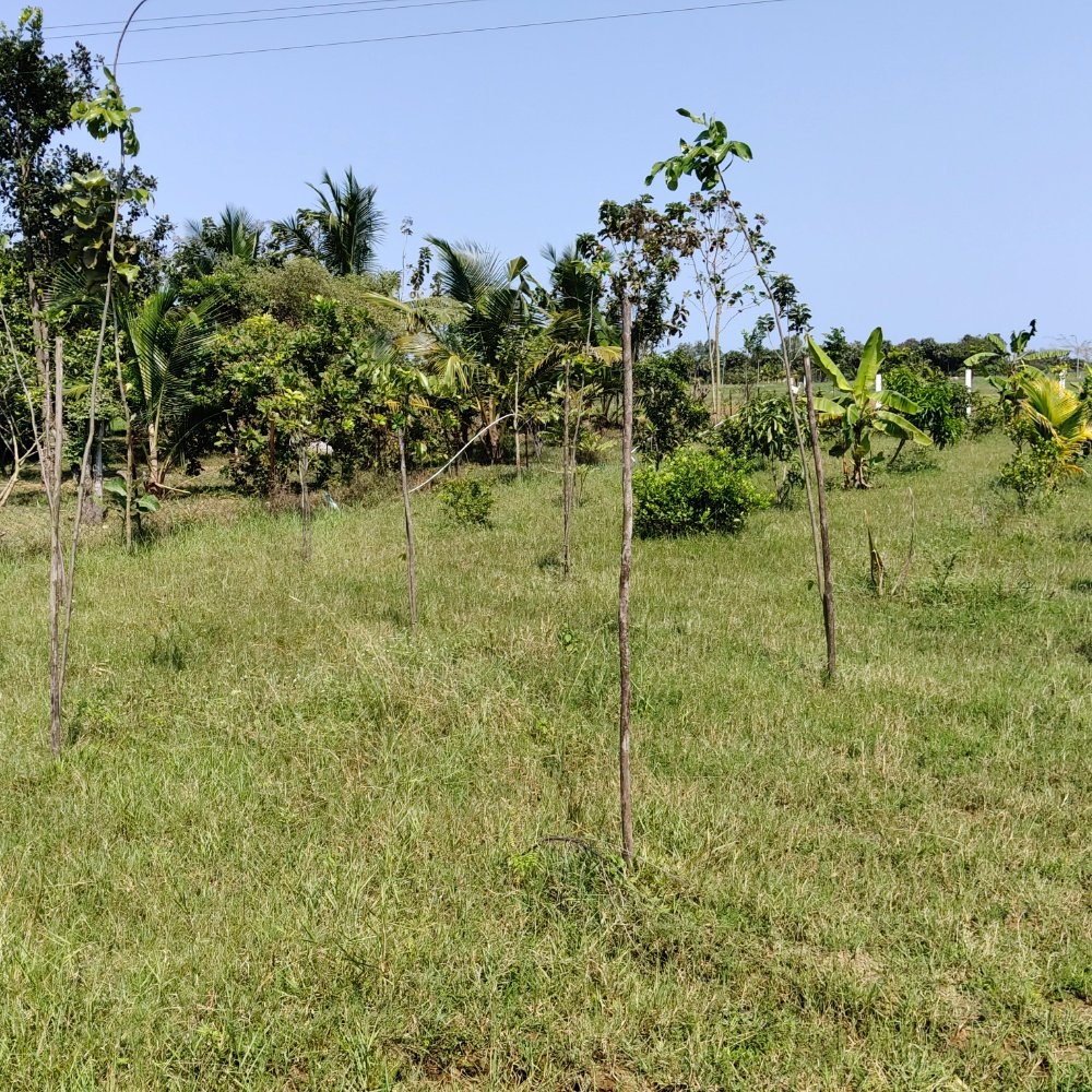 ECR FARM LAND SALE  property in Ecr kathankadai near