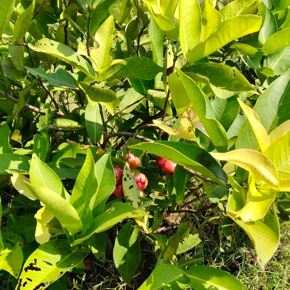 ECR FARM LAND SALE  property in Ecr kathankadai near